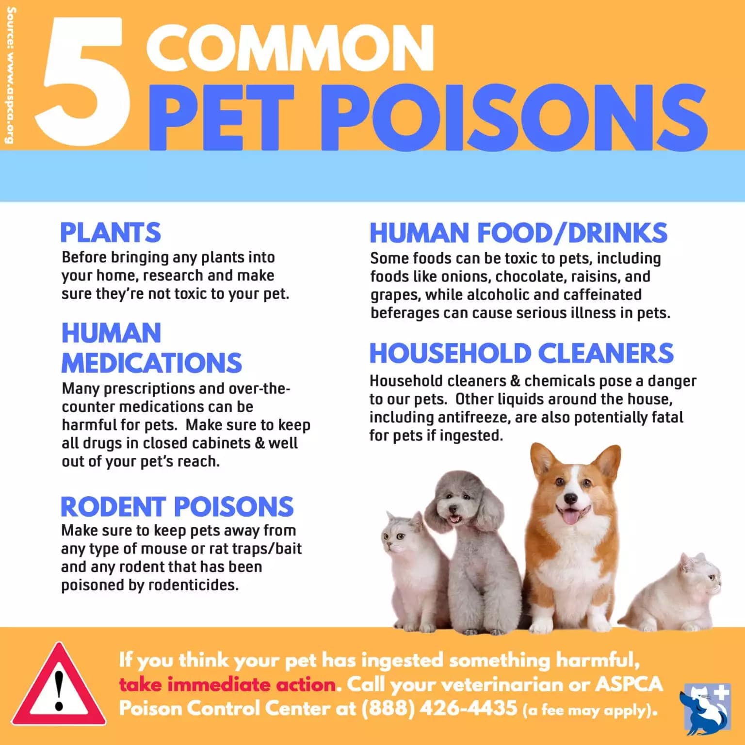 A Guide To Rat Poisoning In Dogs, Rodent Exterminators