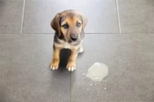 Sad little puppy