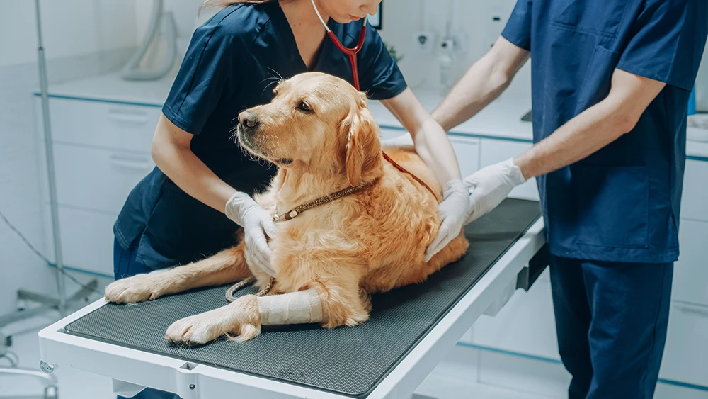 Dog on operating table