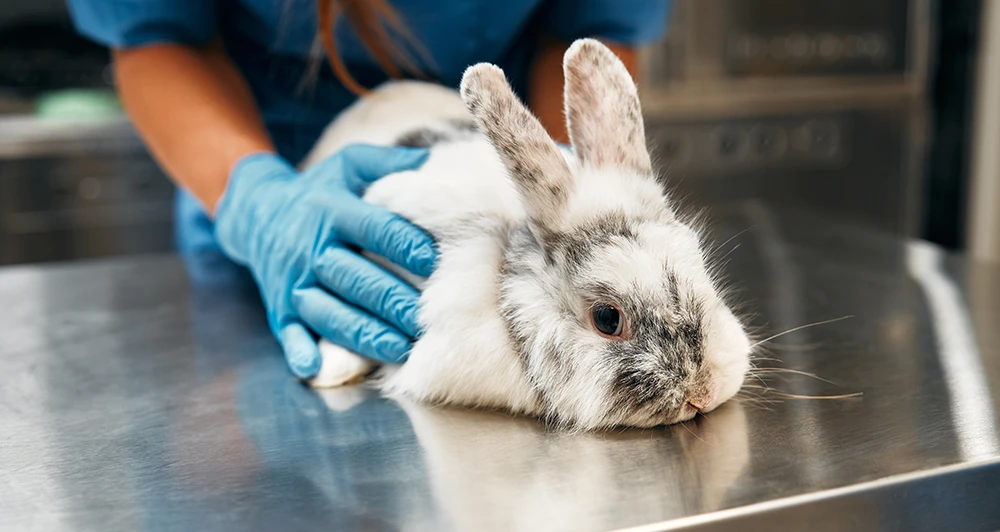 Vet holding a rabbit