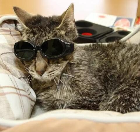 cool cat laser therapy