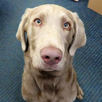 silver lab looking into the camera