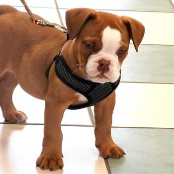 brown and white puppy with a black harness on