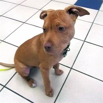 brown pitbull puppy