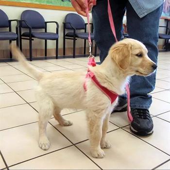 golden retriever with pink harness and leash on