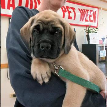 puppy with green leash being held