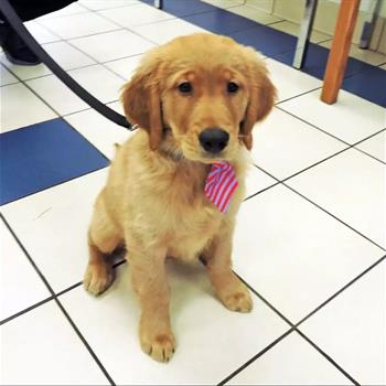 golden retriever puppy with a red tie on