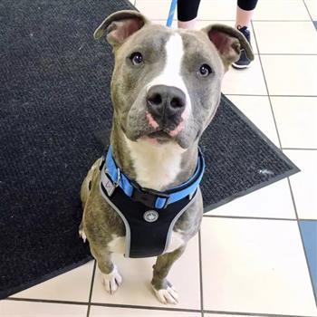 grey pitbull posing for a picture