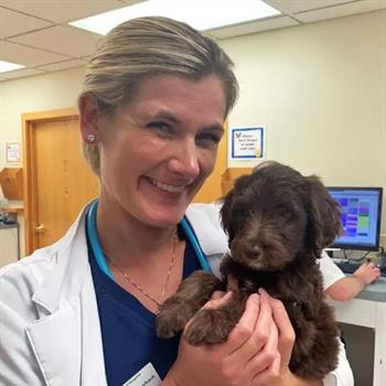 brown puppy being held by veterinarian