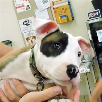 white puppy being held