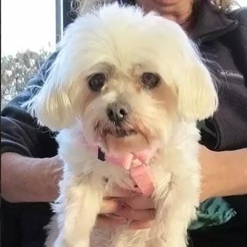 white dog being held up by owner