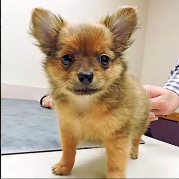 puppy on exam table