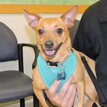 dog in blue harness being held