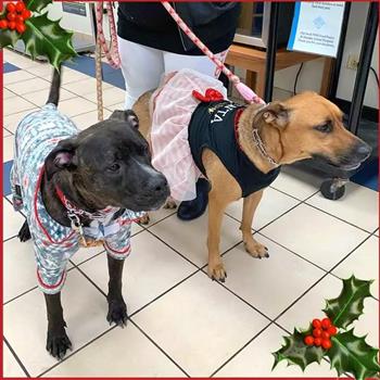 two dogs in costumes. One is in pajamas, and the other is in a skirt