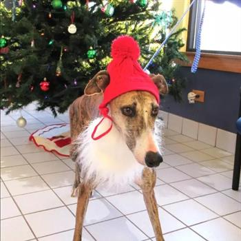 greyhound posing in front of a christmas tree with a hat on