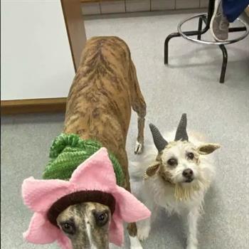 two dogs in costumes. One is a flower, and the other is a goat