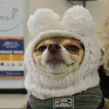 dog with hat on that has two pom poms