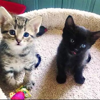 two kittens in a cat bed