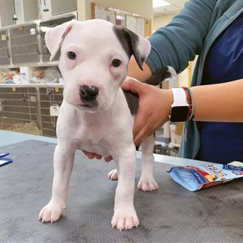 white dog on exam table at veterinary office