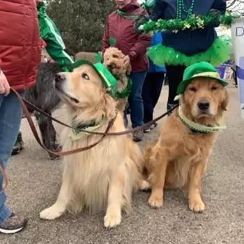 two golden retrievers wearing green hats at a st. patricks day parade