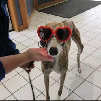 greyhound with heart shaped sunglasses on