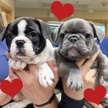 two cute puppies being held up